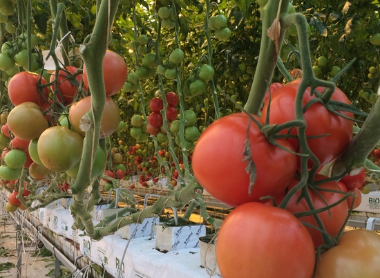В теплицах Волгоградской области вырастили более 56 тонн овощей