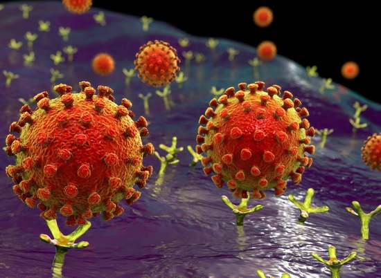 Молодой российский ученый рассказал о способе нейтрализовать коронавирус