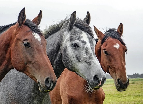 Из Калмыкии в Пензу пытались провезти 20 лошадей без документов