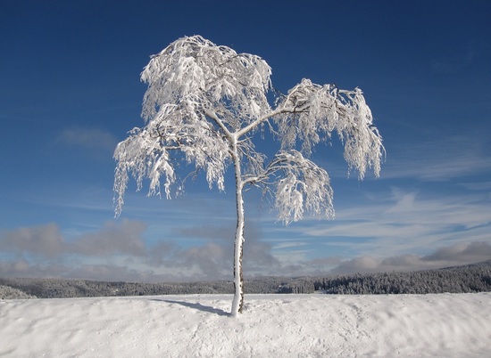 В Волгоградской области до 7 декабря сохранятся аномальные морозы до -25