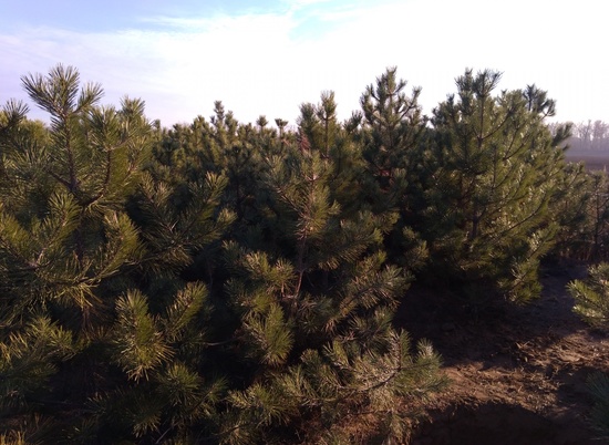 500 лесников защитят волгоградские елки и сосны от смерти под топором