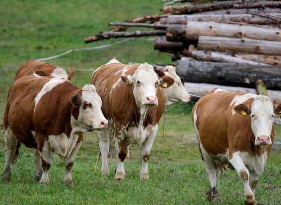 Урюпчанин ввез в Волгоградскую область 15 коров без документов
