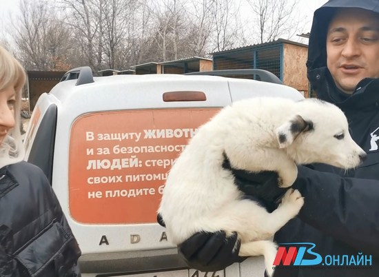 Андрей Гимбатов передал корм для животных в волгоградский приют «Лисена»