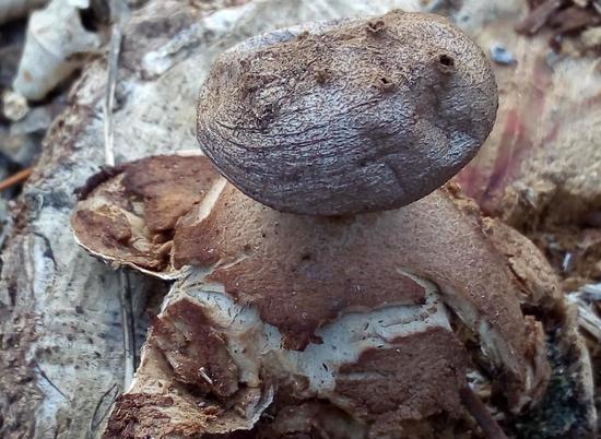 В природном парке Волгоградской области растёт редкий гриб