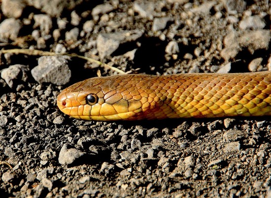 Новый вид роющих змей обнаружен на Филиппинах