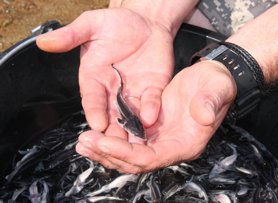 8,6 млн штук молоди рыбы выпустили в волгоградские реки в 2020 году