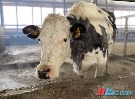 Семейные молочные фермы стали трендом в Волгоградской области