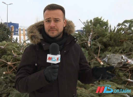 В Волгограде можно утилизировать елку с пользой для бездомных животных