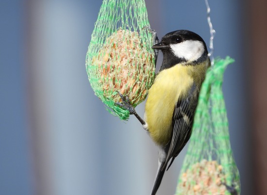 Экологи призвали волгоградцев подкармливать птиц