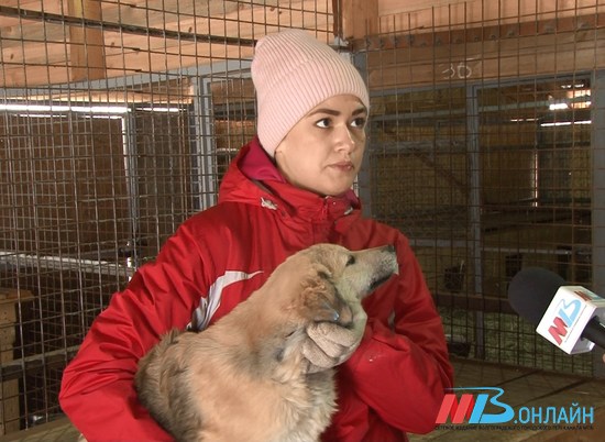 В Волгоградской области становится меньше бездомных собак