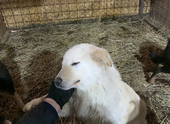 10-месячный щенок нуждается в любящих хозяевах в Волгограде