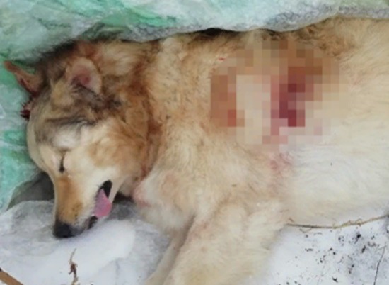 На севере Волгограда неизвестные расстреляли бездомных собак