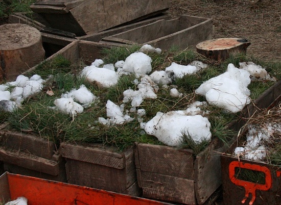Лесничества Волгоградской области заготовили 110 тонн снежной массы