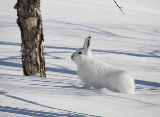 7 февраля в Волгоградской области завершится охота на зайца-русака