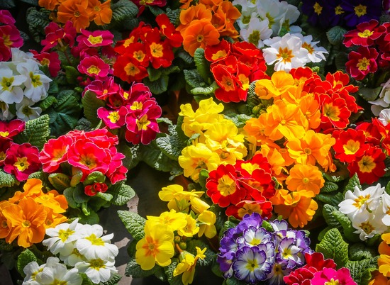 Волгоградцев в День влюбленных приглашают на выставку первоцветов