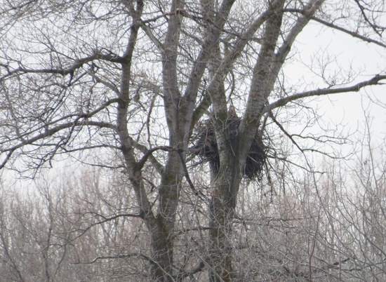 В волгоградском природном парке нашли гнездо орлана-белохвоста