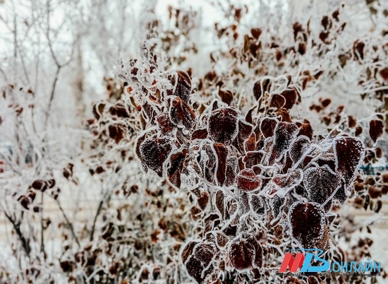 В Волгоградской области в пятницу днём ожидаются морозы до -15º