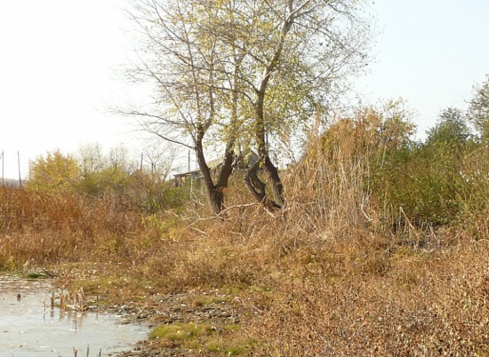 В Волгоградской области проведут реабилитацию реки Царицы