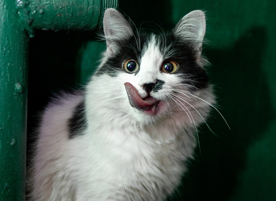 В Волгограде ищут дом для молодой игривой двухцветной кошки