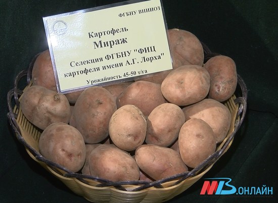 Сельхозпроизводители представили достижения на ярмарке в Волгограде