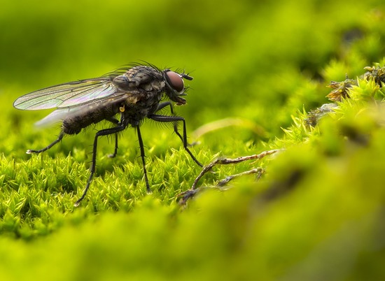 В Германии нашли муху возрастом 47 млн лет с полным брюхом пыльцы