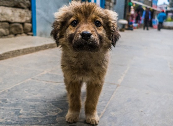 В Волгоградской области дополнительно стерилизуют 3000 бездомных собак