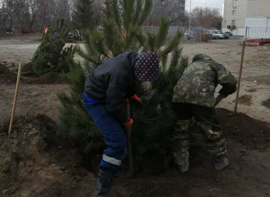 В ЦПКиО в Волгограде появятся 185 крупномерных деревьев
