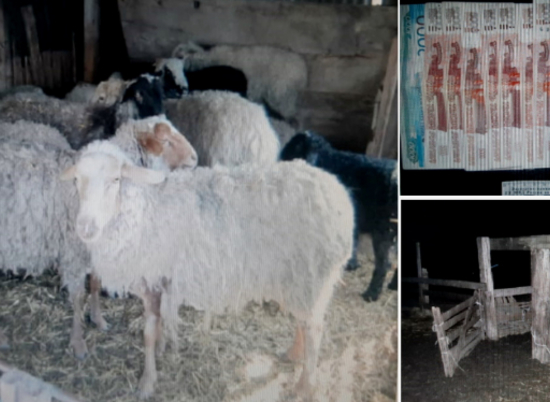 В Волгоградской области школьники украли и продали почти 100 овец и ягнят