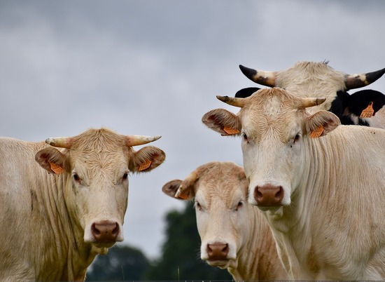 Ученые рассказали, как якутские коровы переносят экстремальные морозы