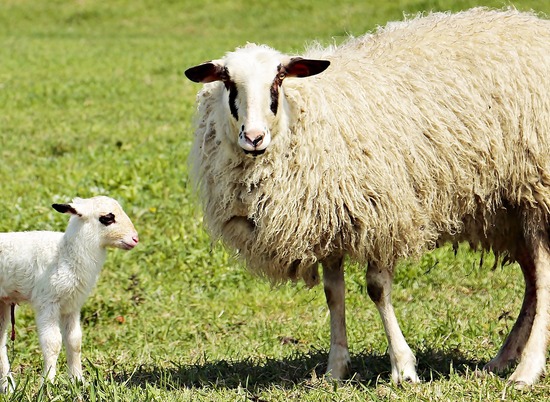Главный фактор долголетия установили ученые, наблюдая за дикими овцами