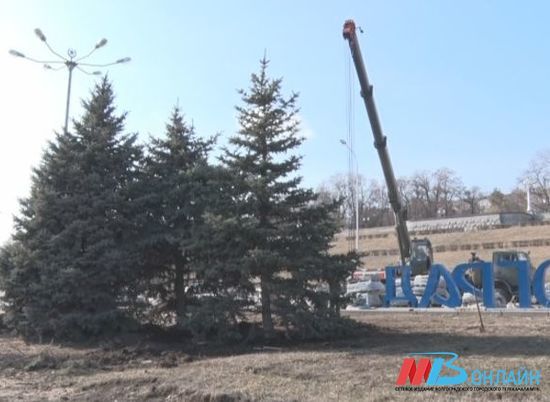 1800 хвойных деревьев высадят по 1-й продольной в Волгограде