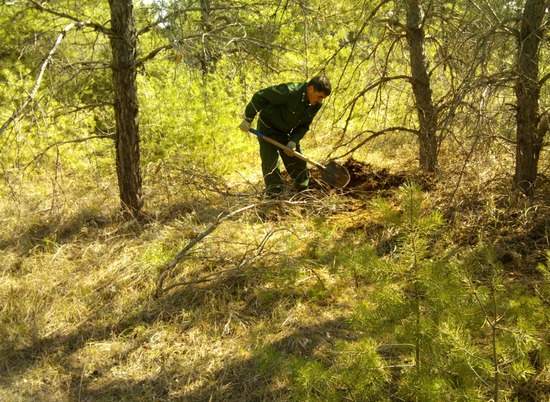 Угроза объедания леса вредителем в Волгоградской области составила 66%
