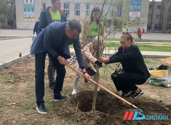 Учащиеся лицея № 2 в Волгограде заложили новую аллею