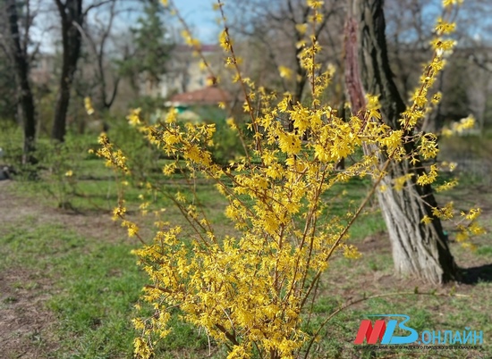 25 апреля в Волгограде будет солнечно
