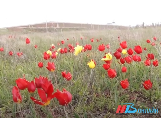 Экология в порядке: у предприятия в Котельниковском районе растут краснокнижные тюльпаны