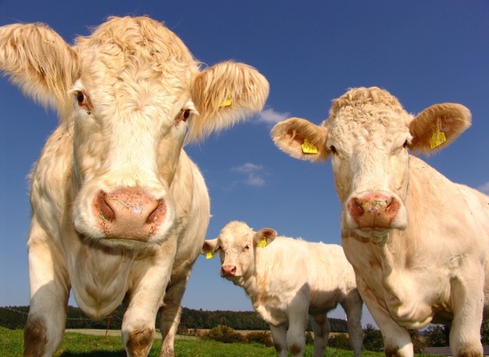Поголовье крупного рогатого скота в Волгоградской области выросло на 9,2%