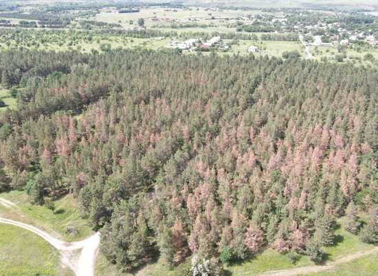 В Волгоградской области принимают меры по сохранению хвойного леса