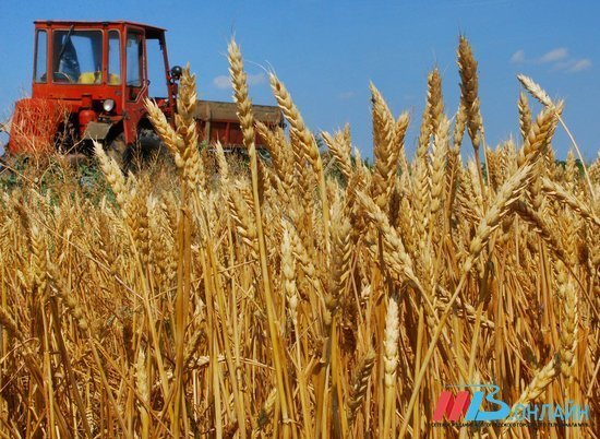 Объем экспорта волгоградской сельхозпродукции в 2021 году составил $112 млн