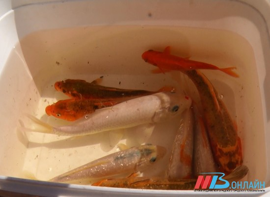 Волгоградцы до смерти закормили рыбок в пруду на Центральной набережной