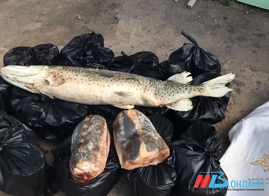 В Волгоградской области задержали перевозчиков нелегально добытой рыбы и икры
