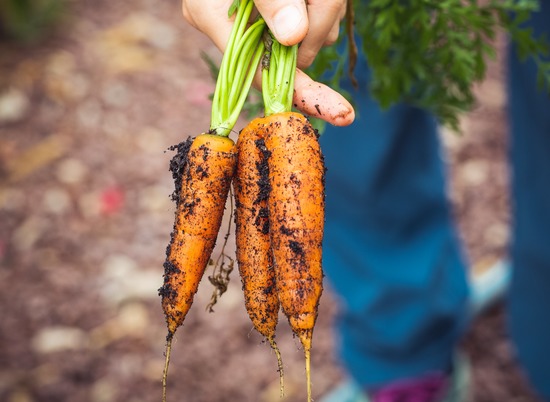В Волгоградской области морковь подешевела на 11 процентов