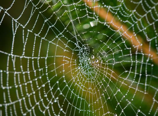 Ядовитые пауки Сака укусили 15 человек в Волгоградской области