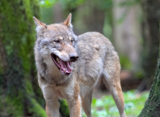 Уже не куницы: в деревне под Волгоградом застрелили бешеного волка