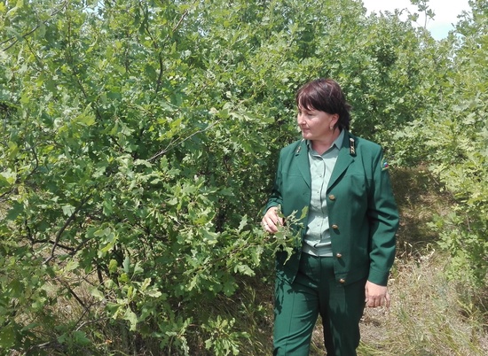 В Волгоградской области с начала апреля обследовали 1000 га лесов
