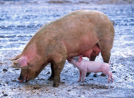 Под Волгоградом не будут отчуждать свиней после обнаружения зараженных туш