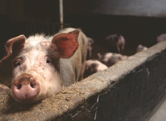 В Волгоградской области будут охранять свиноводческие хозяйства от диких кабанов