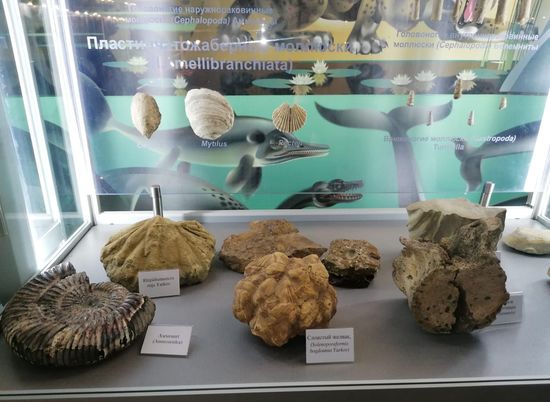 Волгоградский музей покажет челюсть древнего крокодила и кости от лапы зубастой птицы