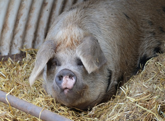 Под Волгоградом объявят локальный карантин из-за обнаруженных туш свиней