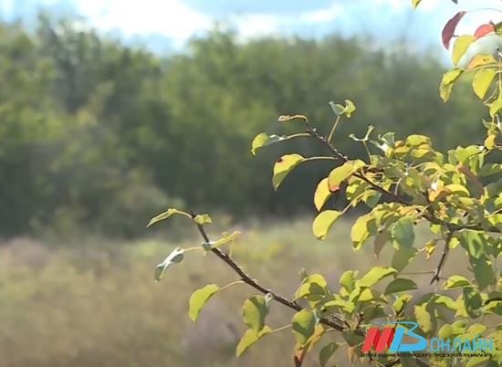 Андрей Бочаров поручил начать возведение лесополос в Волгоградской области