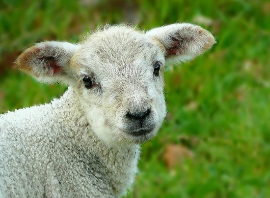 Пастух выплатит 1 млн рублей за уничтоженный овцами лук под Волгоградом